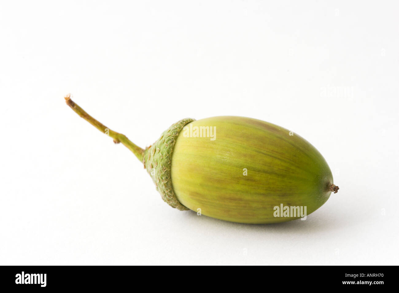 ACORN NUT of English or Pedunculate Oak Quercus robur Cut out Stock