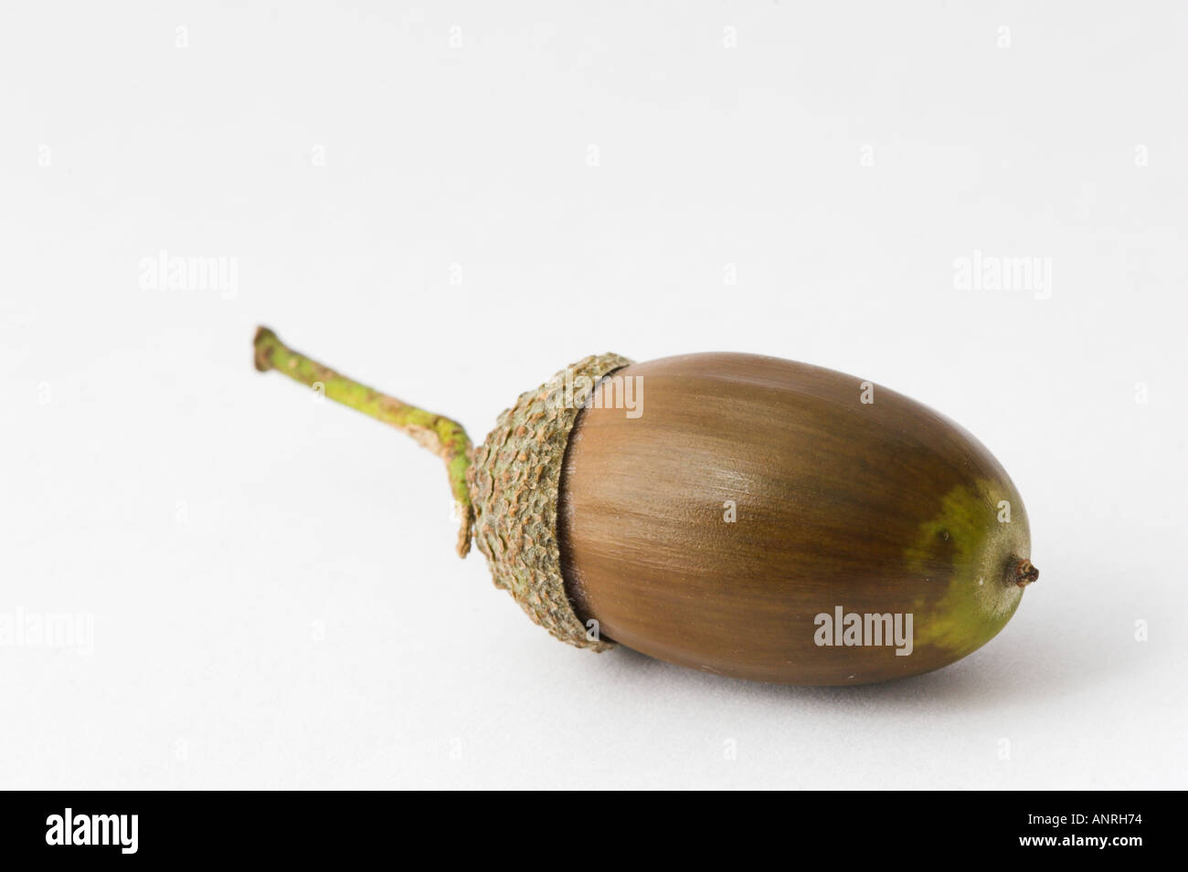 ACORN NUT of English or Pedunculate Oak Quercus robur Cut out Stock Photo