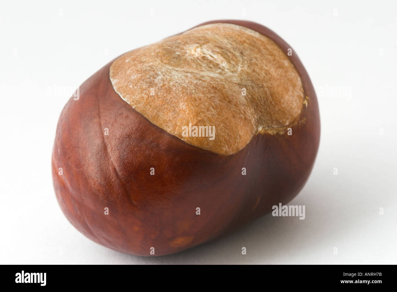 CONKER cut out Aesculus hippocastanum Fruit of Horse Chestnut Stock Photo