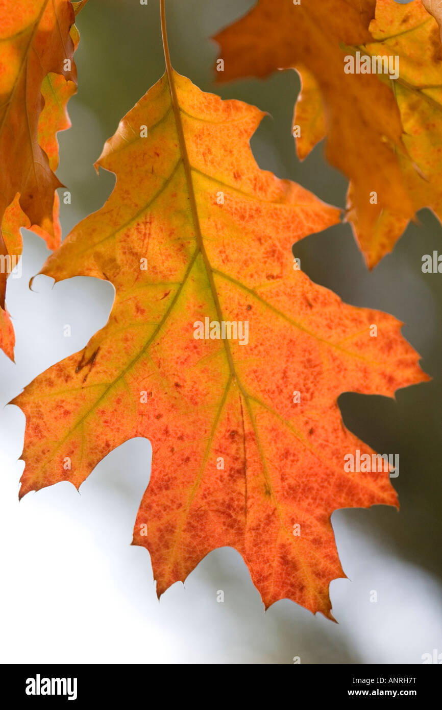 Limp Leaf Hi-res Stock Photography And Images - Alamy