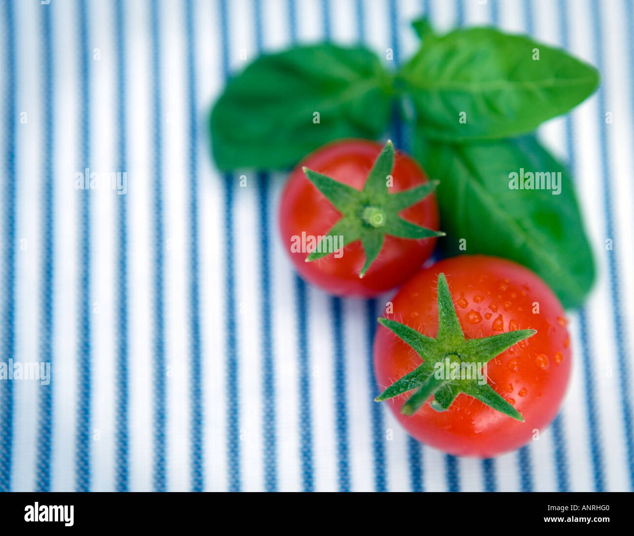COMMON NAME Tomatoes LATIN NAME Lycopersicon Esculentum Stock Photo