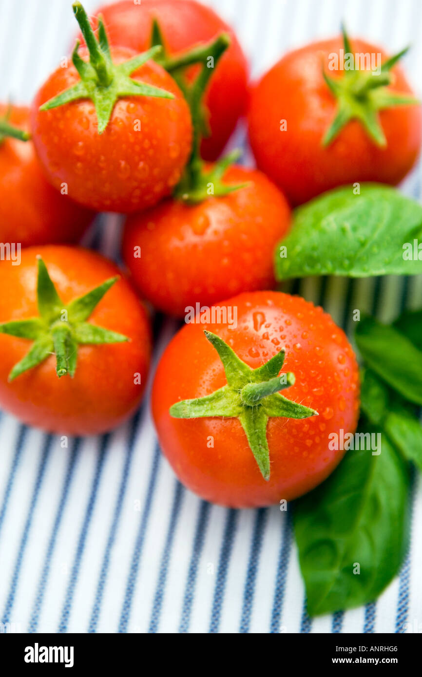 COMMON NAME Tomatoes LATIN NAME Lycopersicon Esculentum Stock Photo