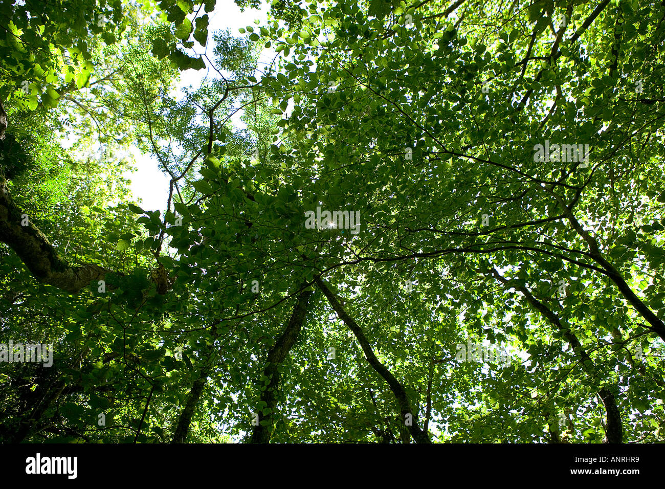 common-name-trees-stock-photo-alamy