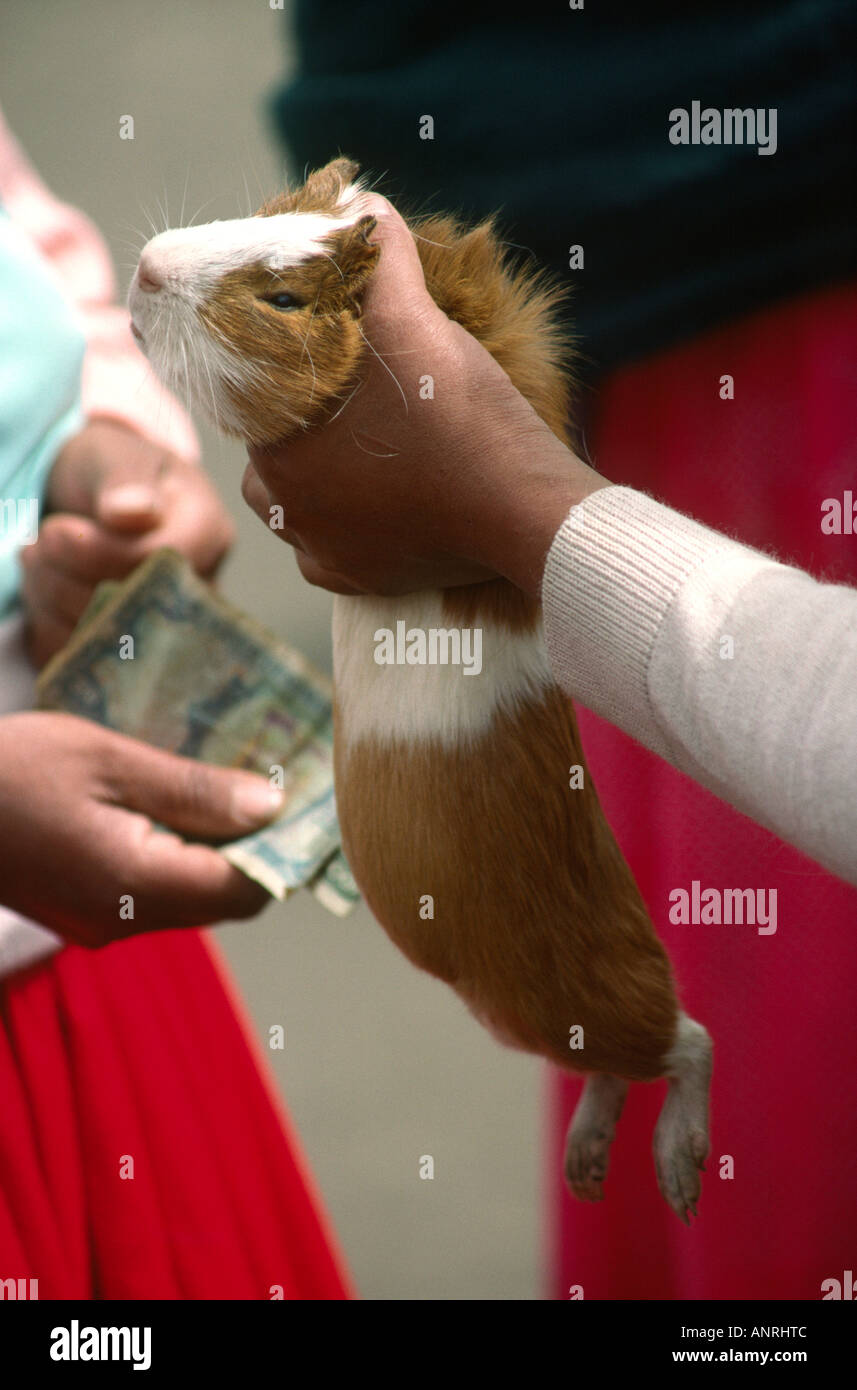 Ecuador Gualaceo market animals guinea pig cuy being sold as food Stock Photo