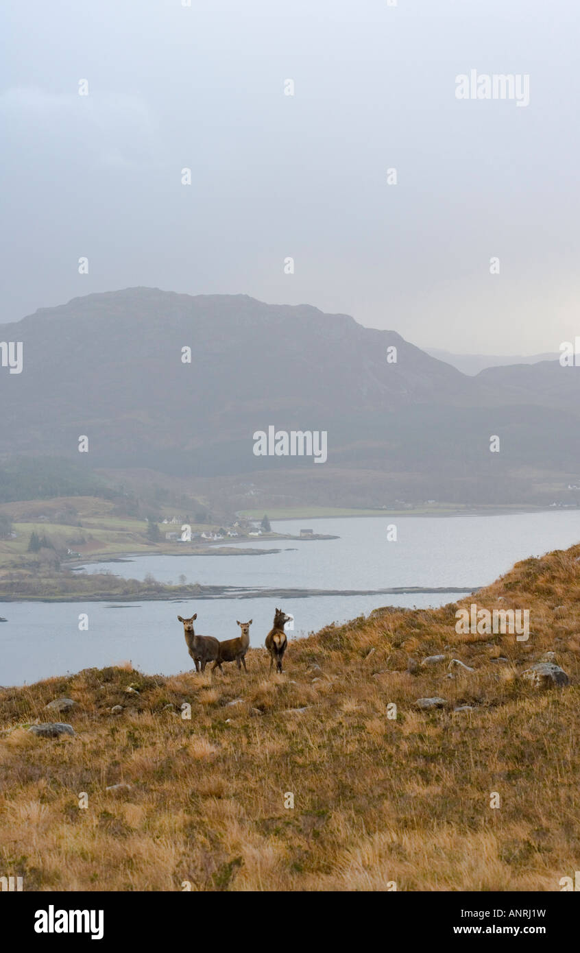 Deers against Loch Kishorn background. View from Bealach na Ba or Pass of the Cattle. Road to Applecross village. Winter. Stock Photo