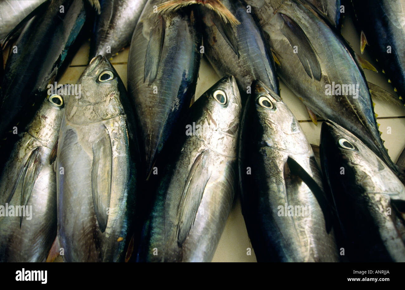 Tuna fishing maldives fishermen hires stock photography and images Alamy