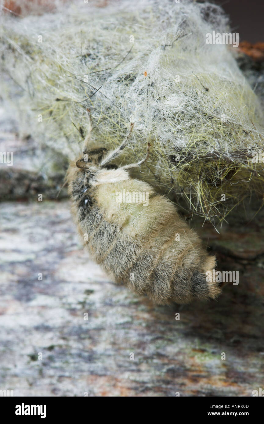 Burunga sikilgan Siyishning diqqatga sazovor joylari