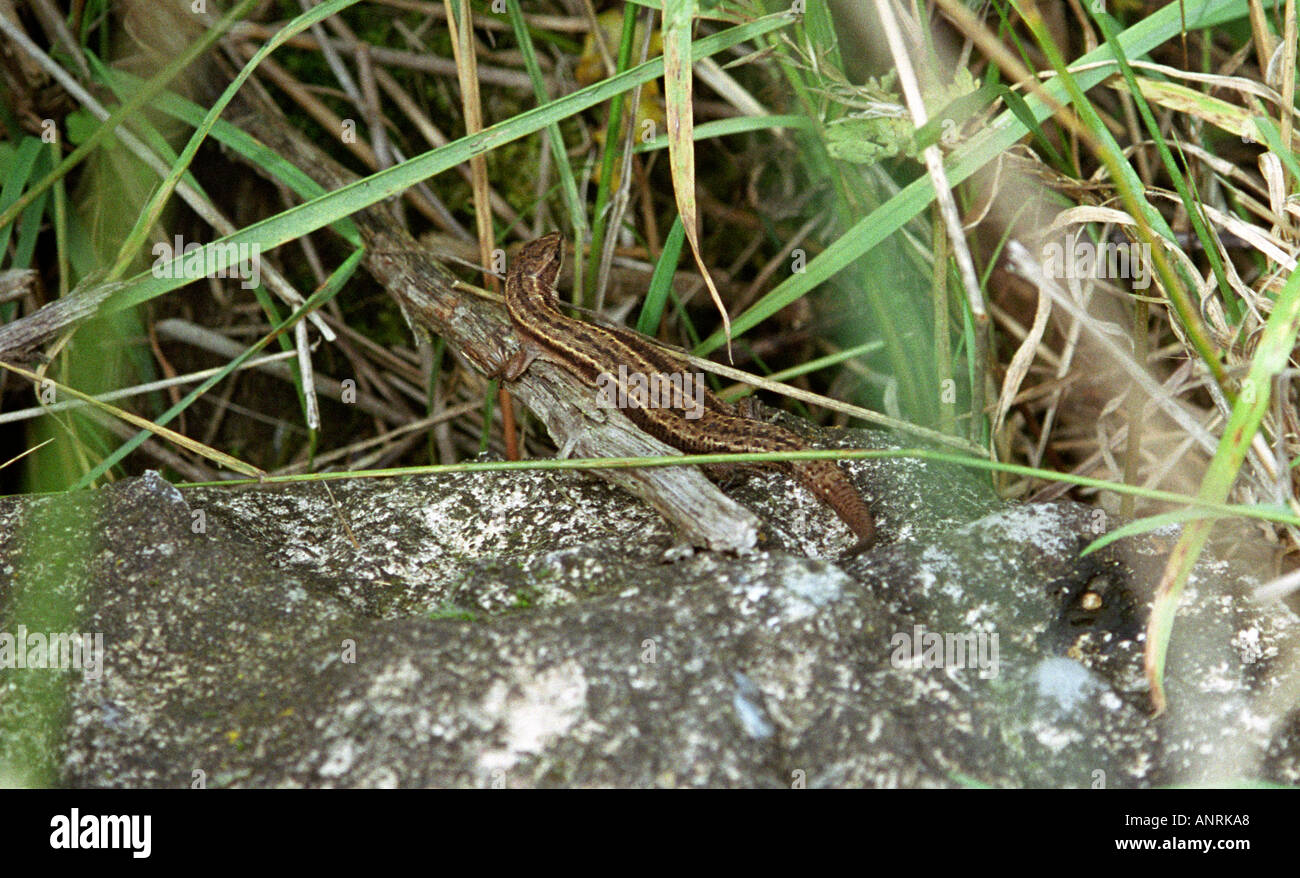 Common or Viviparous lizard sunbathing on a rock in September 2005 essex england Stock Photo