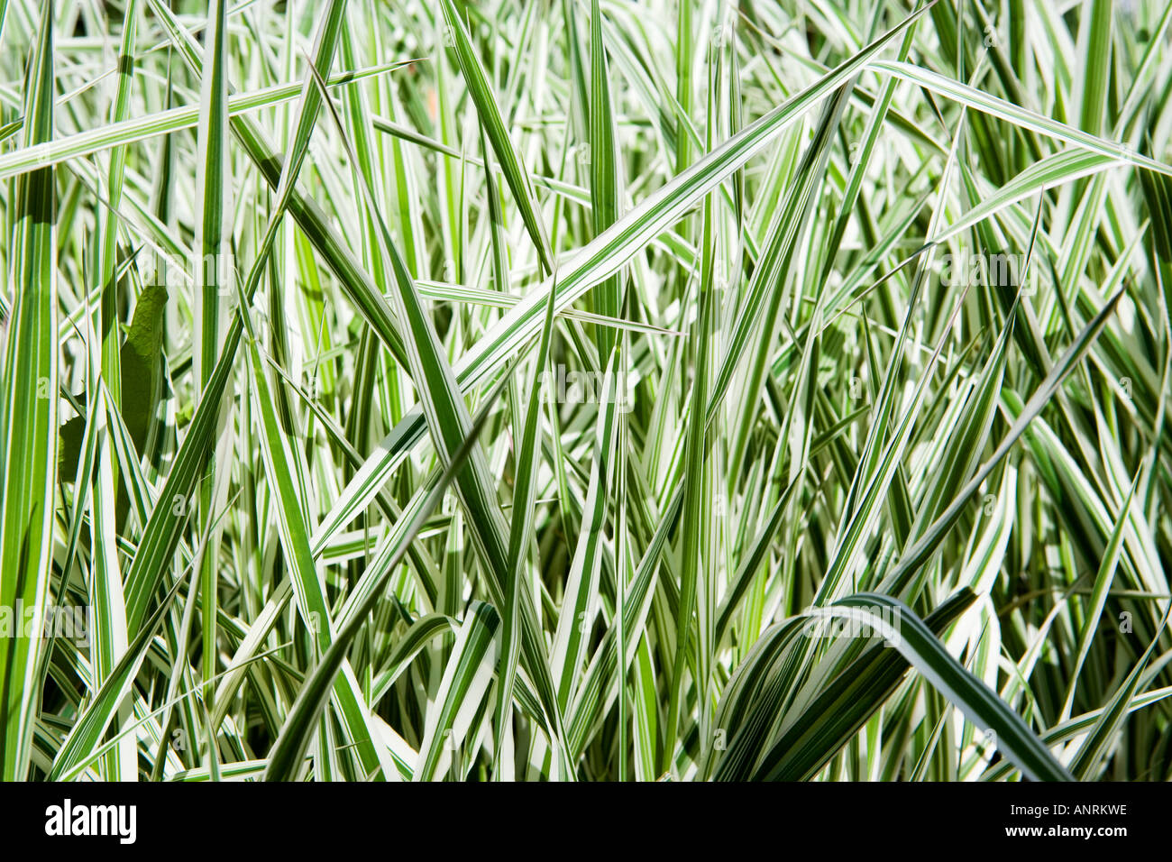 COMMON NAME: Grasses - varigated Stock Photo
