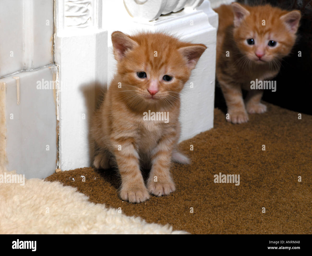 Two Ginger Kittens Three Weeks Old Stock Photo
