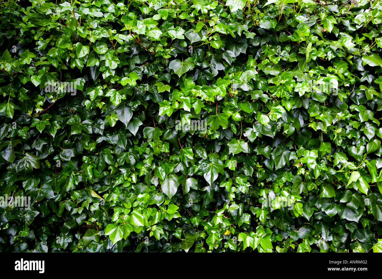 COMMON NAME: Ivy LATIN NAME: Hedera helix Stock Photo - Alamy
