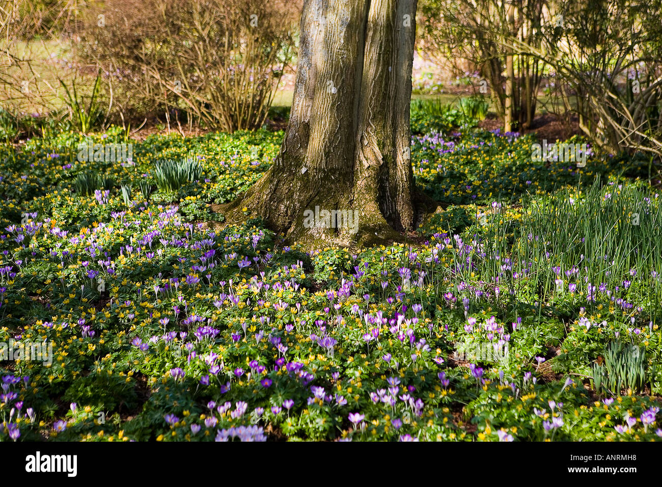 COMMON NAME Crocus LATIN NAME Crocus Stock Photo - Alamy