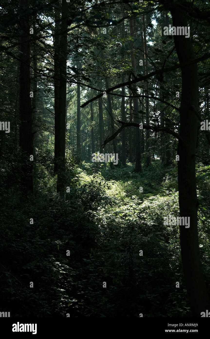 tranquil, calming, calm, relaxing, relaxation, relaxment, forest, deep, in, the, wood, for, the, trees, can't, see, enchanted, w Stock Photo