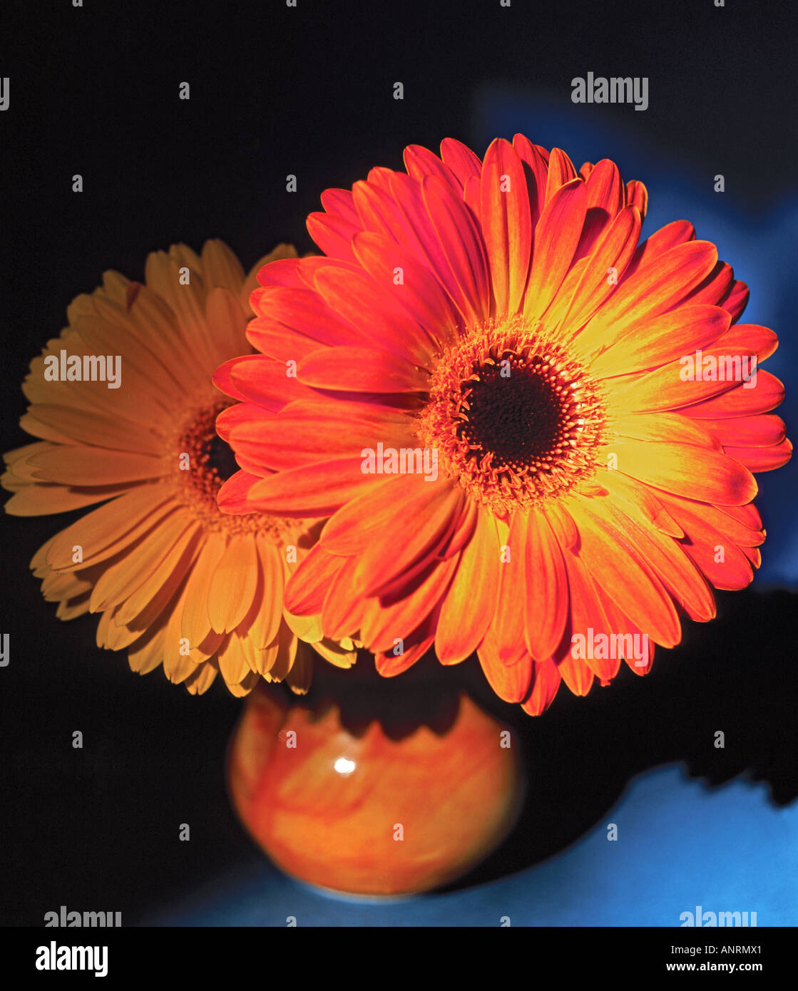 Close-up of orange and yellow Gerberas in a small orange vase with blue background Stock Photo