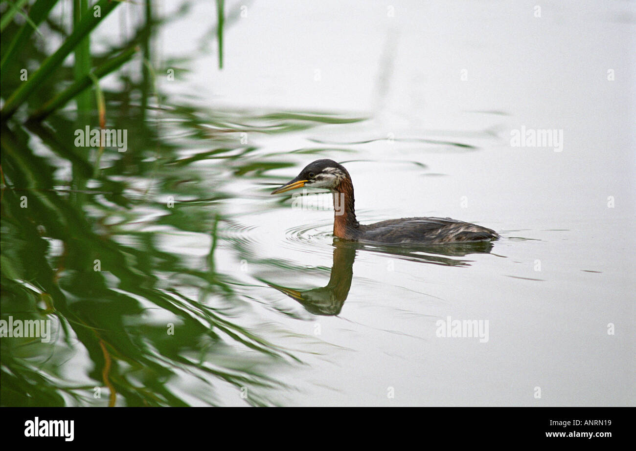 juvenile red necked grebe fishing in pond essex england september 2005 Stock Photo