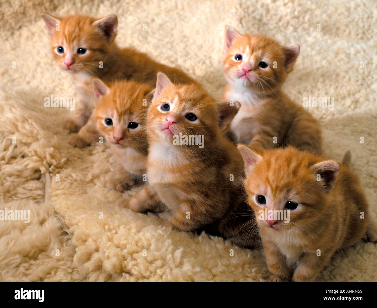 Five Ginger Kittens Three Weeks Old Stock Photo