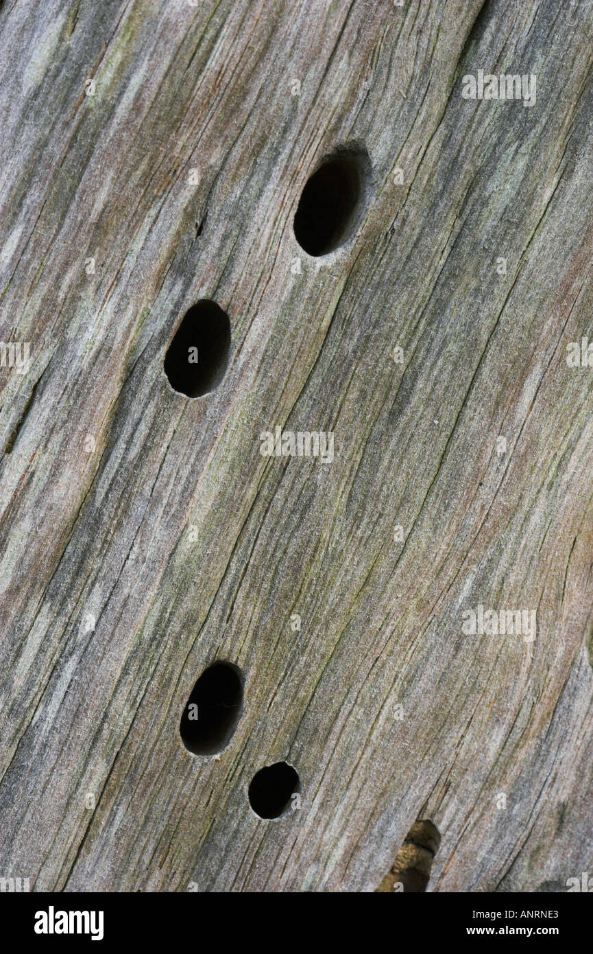 WOODPECKER HOLES IN TREE Stock Photo Alamy