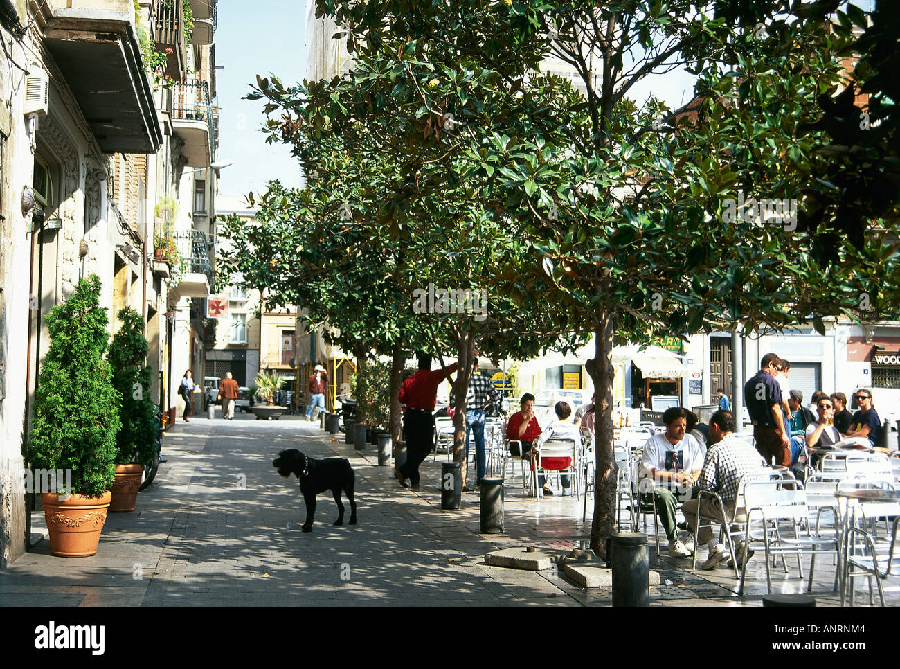 Sunlight filters through the trees in the Placa del Sol where groups ...