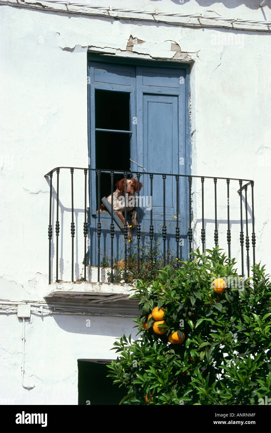 A dog pokes his head out of the window of a balcony on a white painted ...
