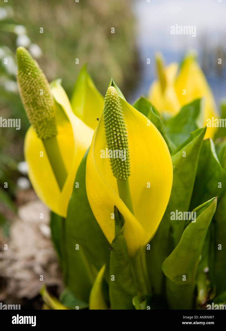 Common name Irises Stinking Latin name Iris foetidissima Stock