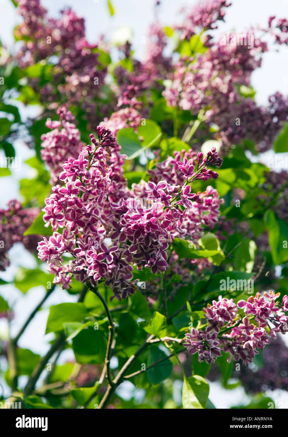 COMMON NAME Lilac LATIN NAME Syringa Stock Photo Alamy