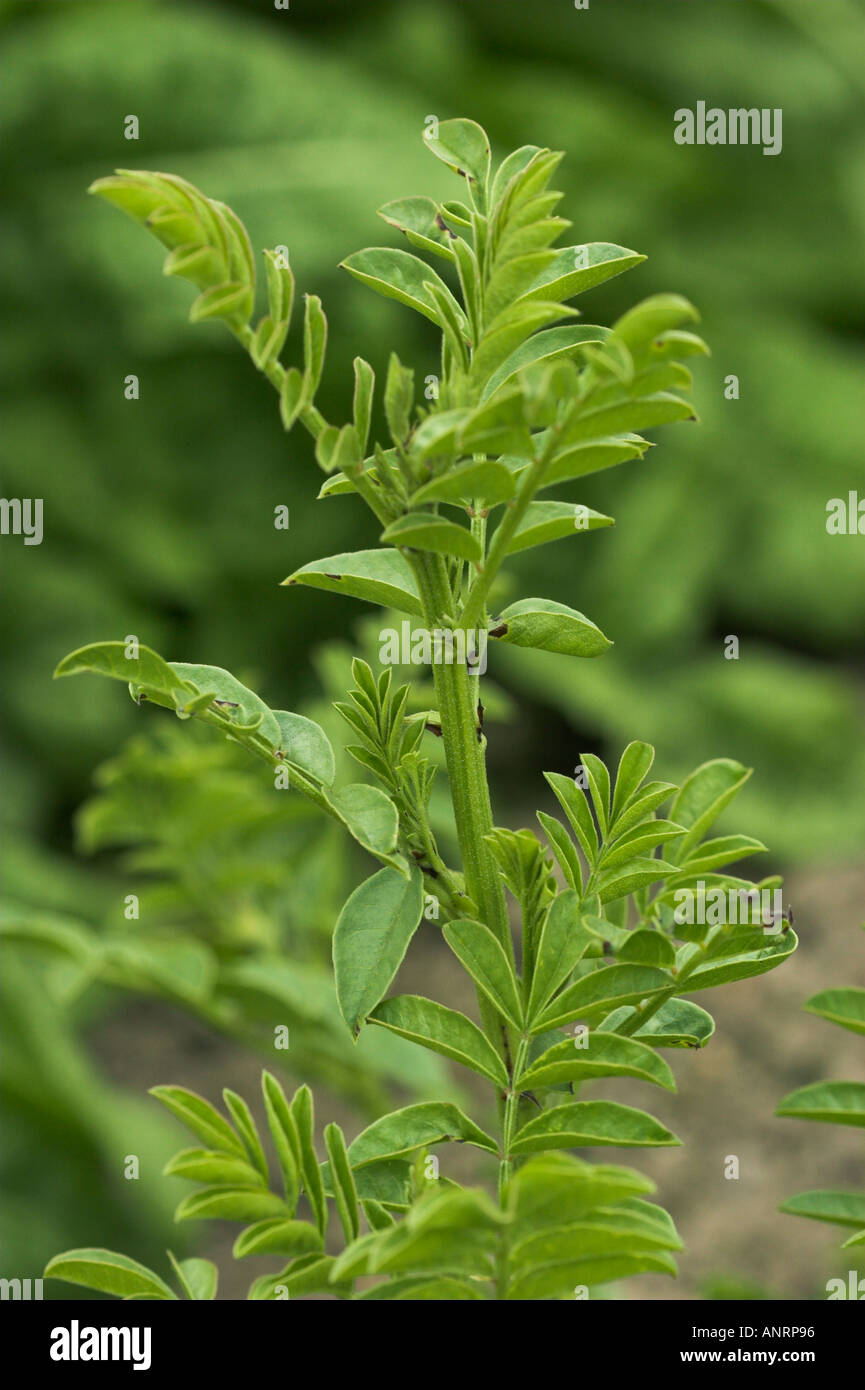 LIQUORICE PLANT Glycyrrhiza glabra Stock Photo 5089941 Alamy