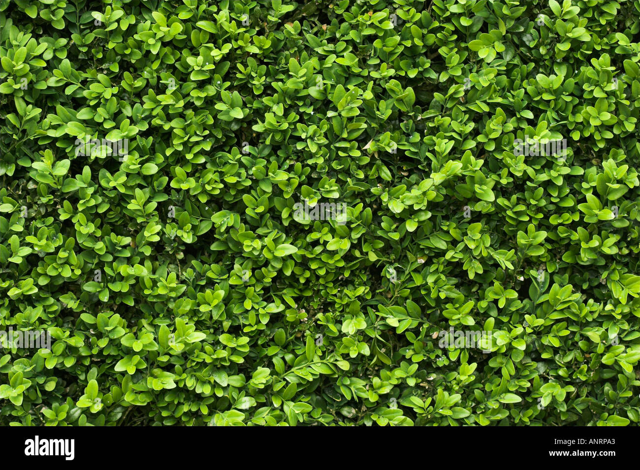 COMMON BOX HEDGE Buxus sempervirens Stock Photo - Alamy
