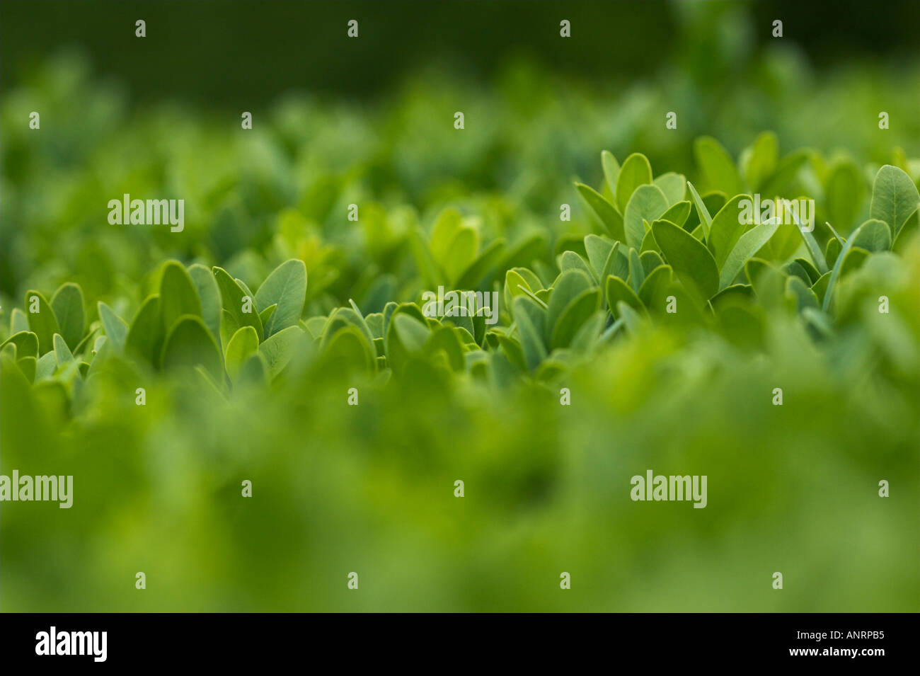 COMMON BOX HEDGE Buxus sempervirens Stock Photo - Alamy