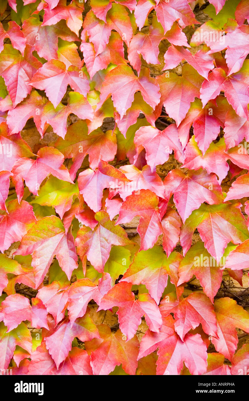 Creeper day fall ivy japanese ivy leaves natural natu hires stock