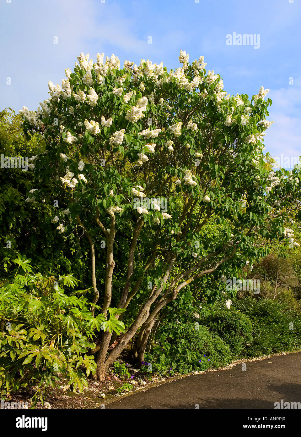 COMMON NAME Lilac LATIN NAME Syringa Stock Photo Alamy