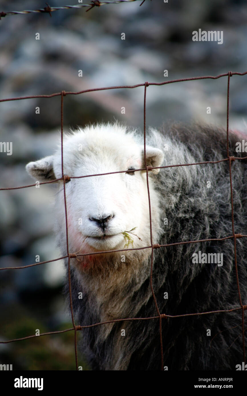 Herdwick Sheep in Wasdale, Lake District Stock Photo Alamy