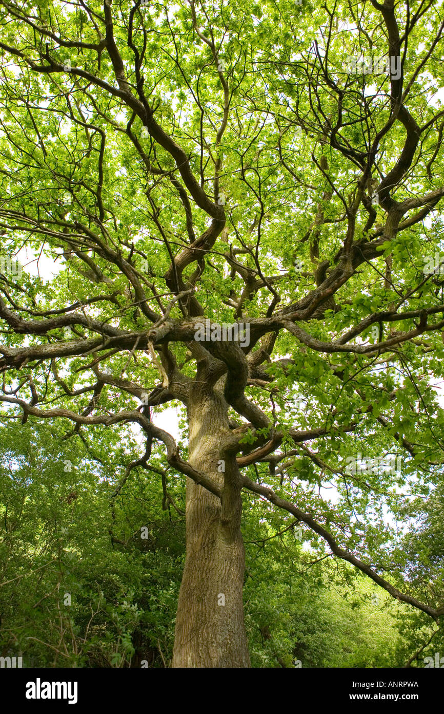 COMMON NAME Tree Stock Photo Alamy