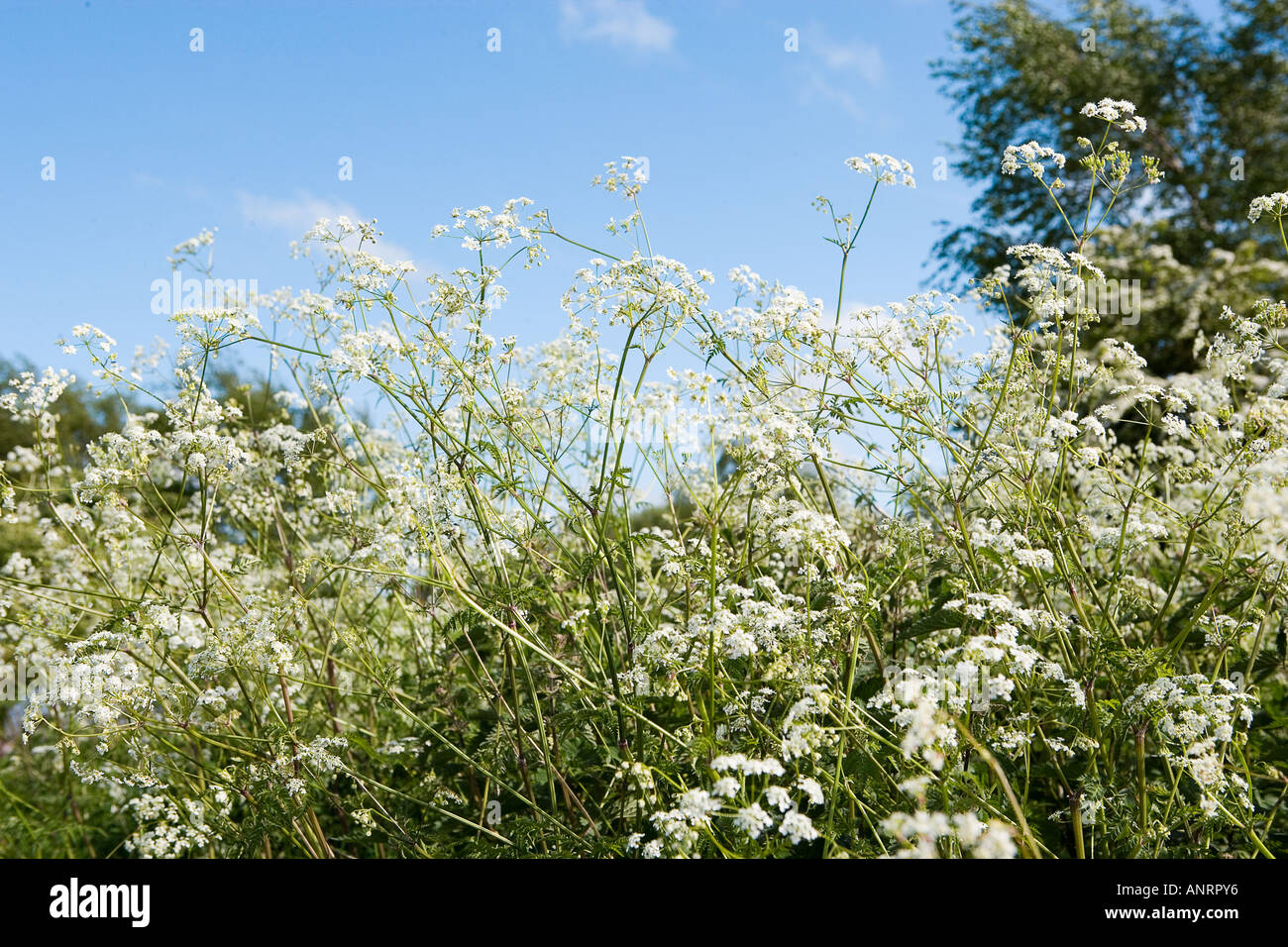 COMMON NAME: Cow parsley LATIN NAME: Anthriscus Sylvestris Stock Photo