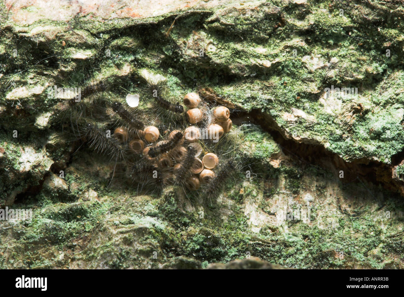 VAPOURER MOTH larva hatching from eggs Orgyia antiqua Stock Photo Alamy