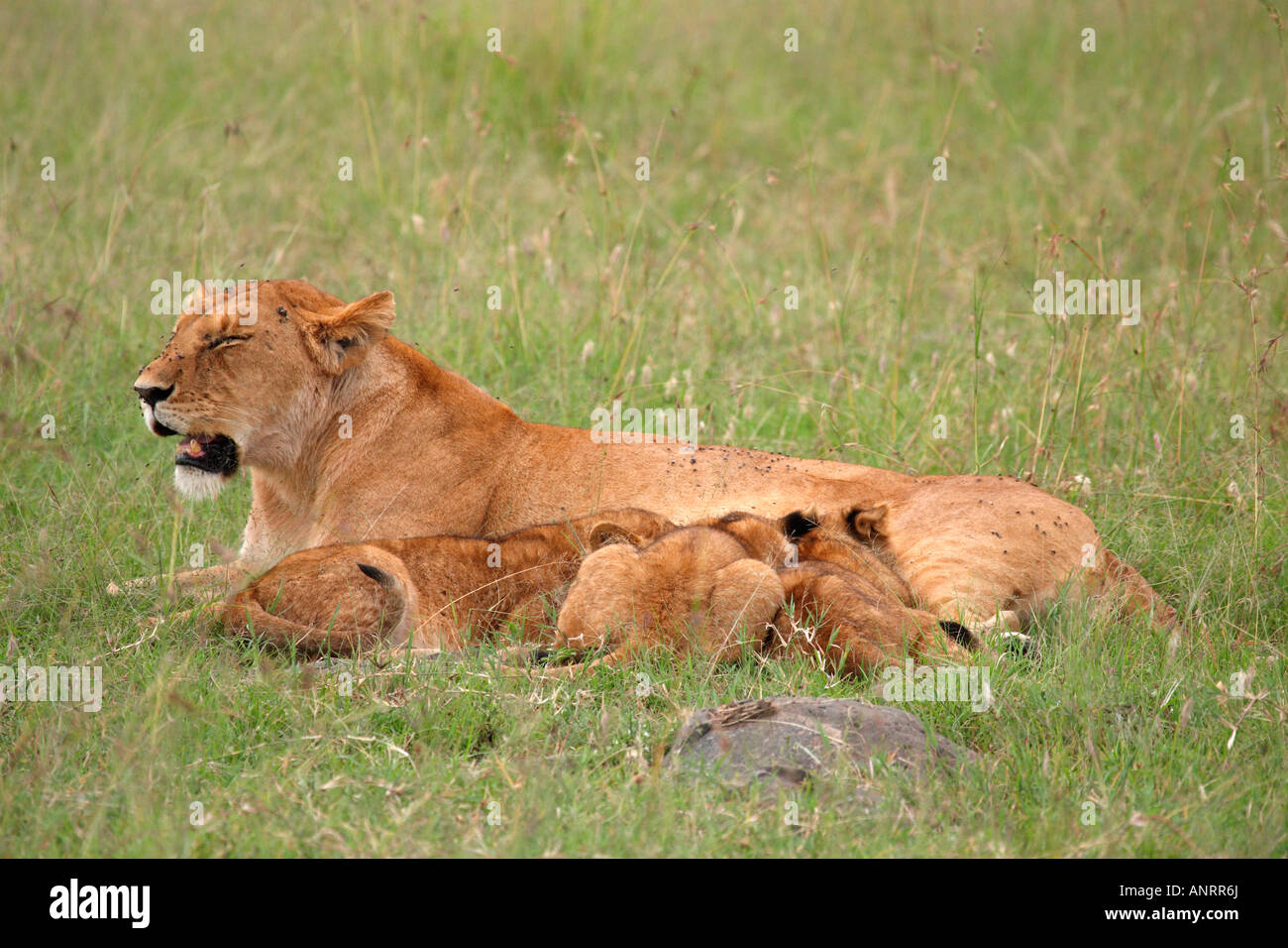 Lioness Laying Down With Three Cubs Suckling Panthera Leo Masai Mara ...