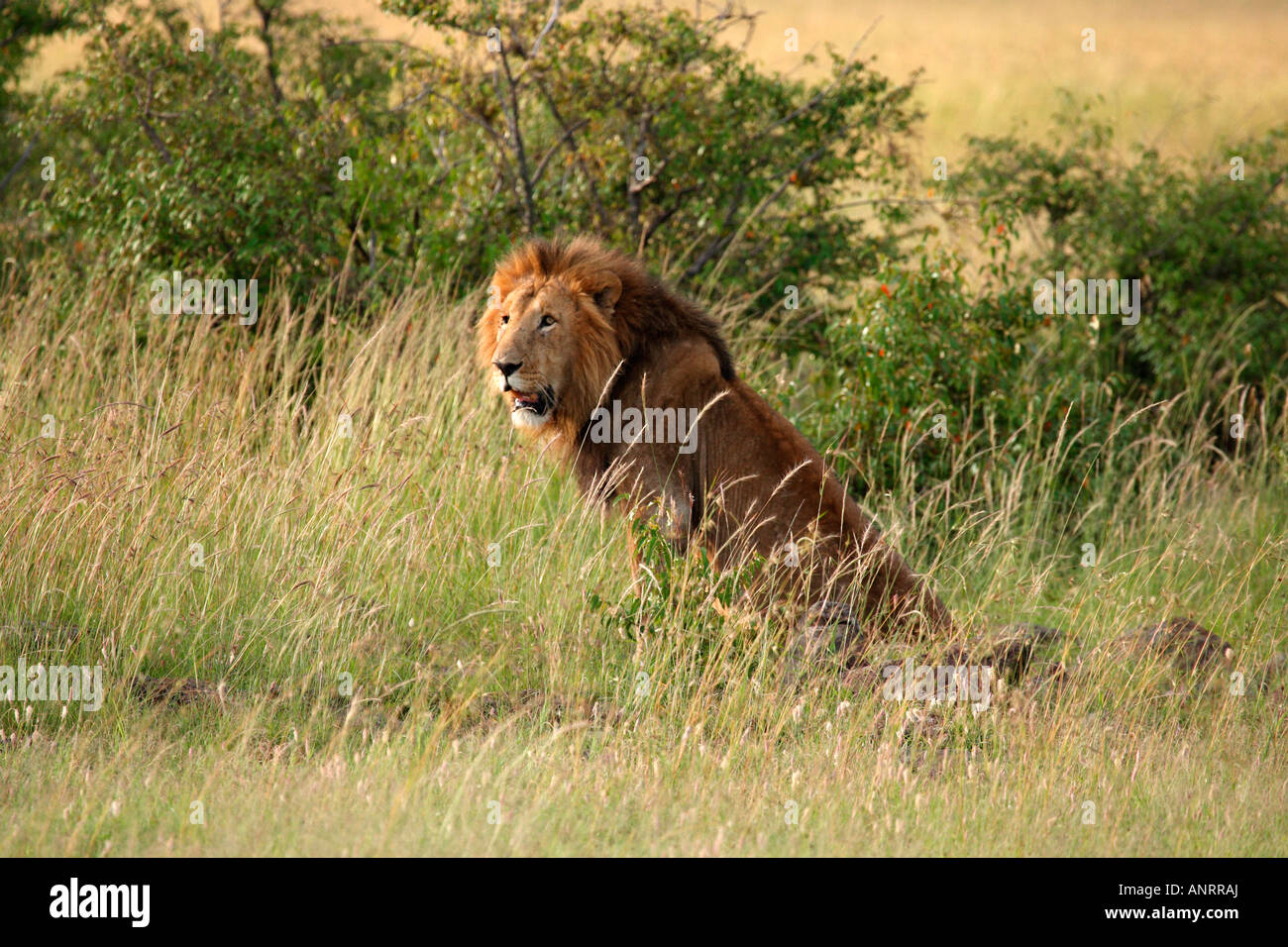 Male Lion Panthera Leo Masai Mara Kenya Africa Safari Wildlife King ...