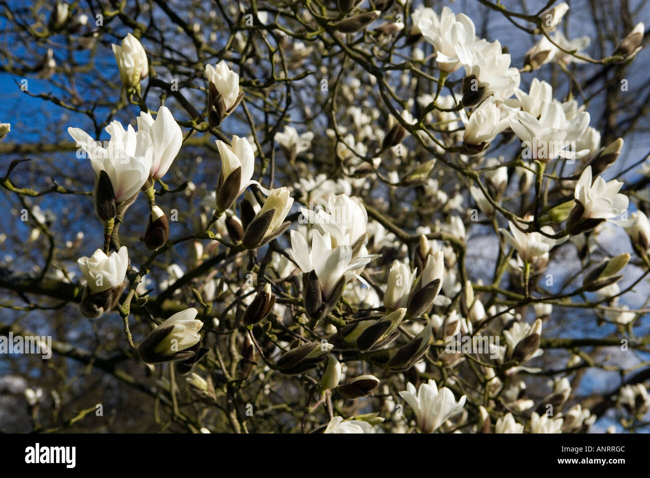 COMMON NAME Magnolia LATIN NAME Magnolia Stock Photo Alamy
