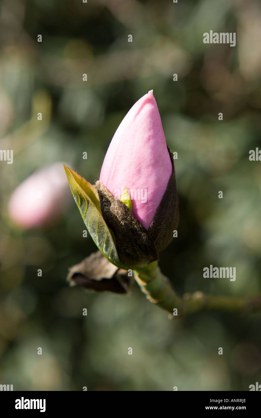 COMMON NAME Magnolia LATIN NAME Magnolia Stock Photo Alamy