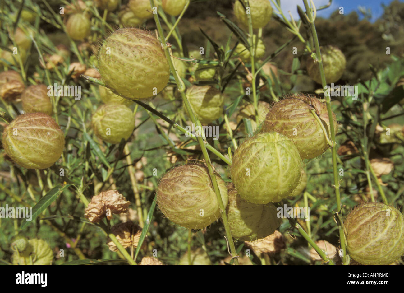 Waiheke Blue Lavender farm New Zealand Waiheke Island Swan Plant Milkweed Asclepias fruticosa Gomphocarpus fruticosus Seed pod Stock Photo