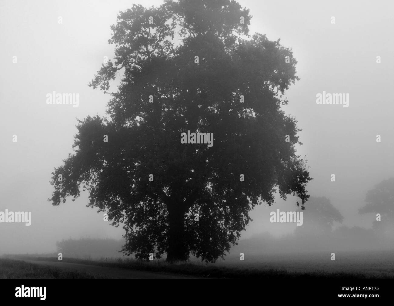 Misty horizon Black and White Stock Photos & Images Alamy