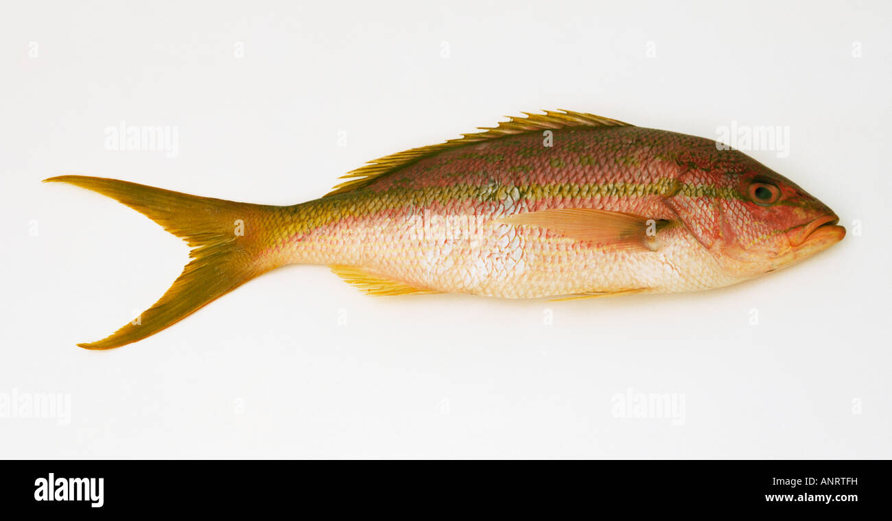 Red Snapper (fish) against white background, close-up Stock Photo