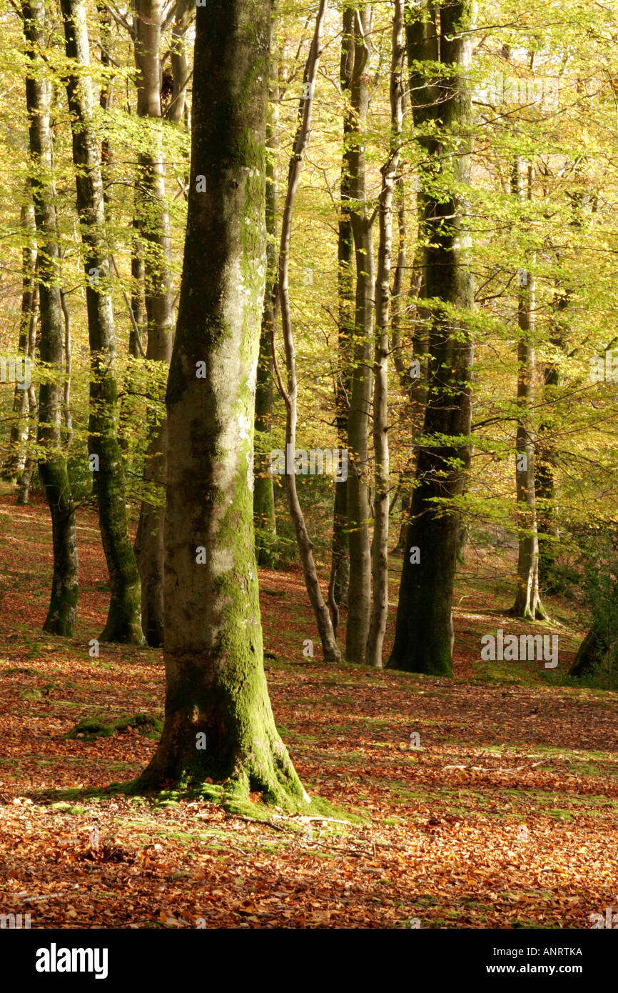 Fall scene in new england hi-res stock photography and images - Alamy
