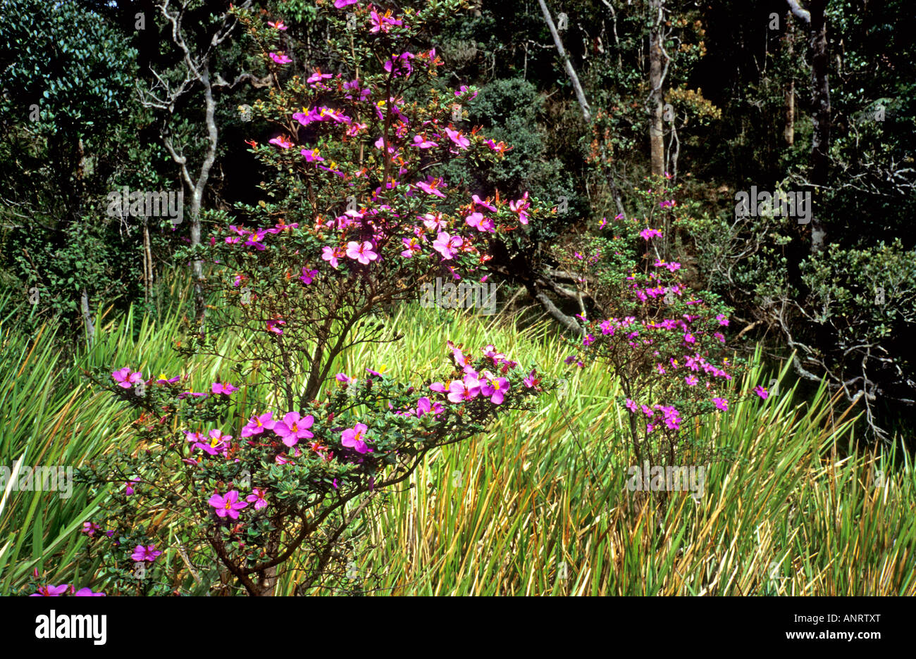 Pink flowering shrub growing in Horton Plains National Park near Nuwara Eliya Sri Lanka Asia in August Stock Photo