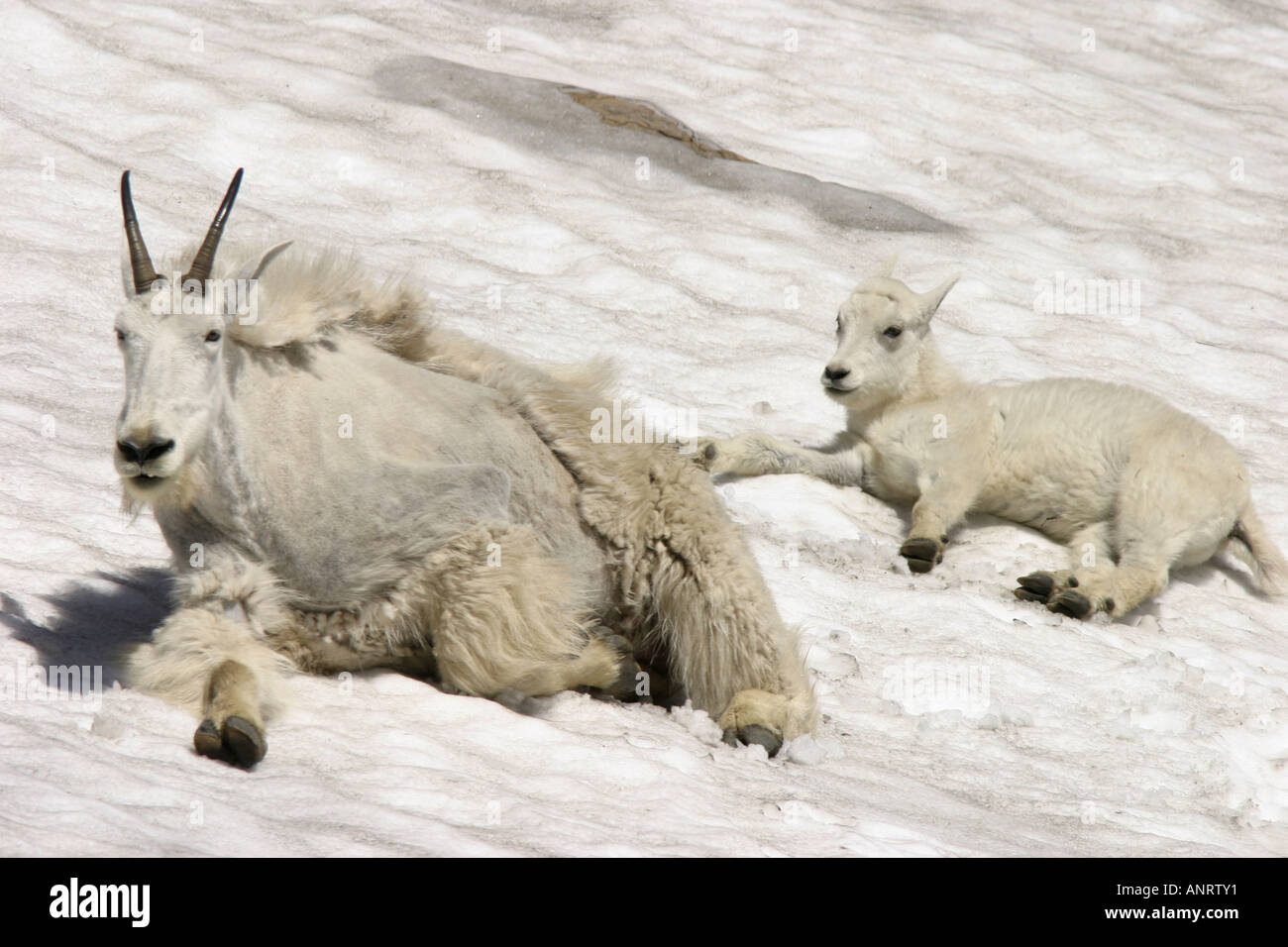 A nanny goat and her kid try to keep cool in the snow on hot summer day. Stock Photo