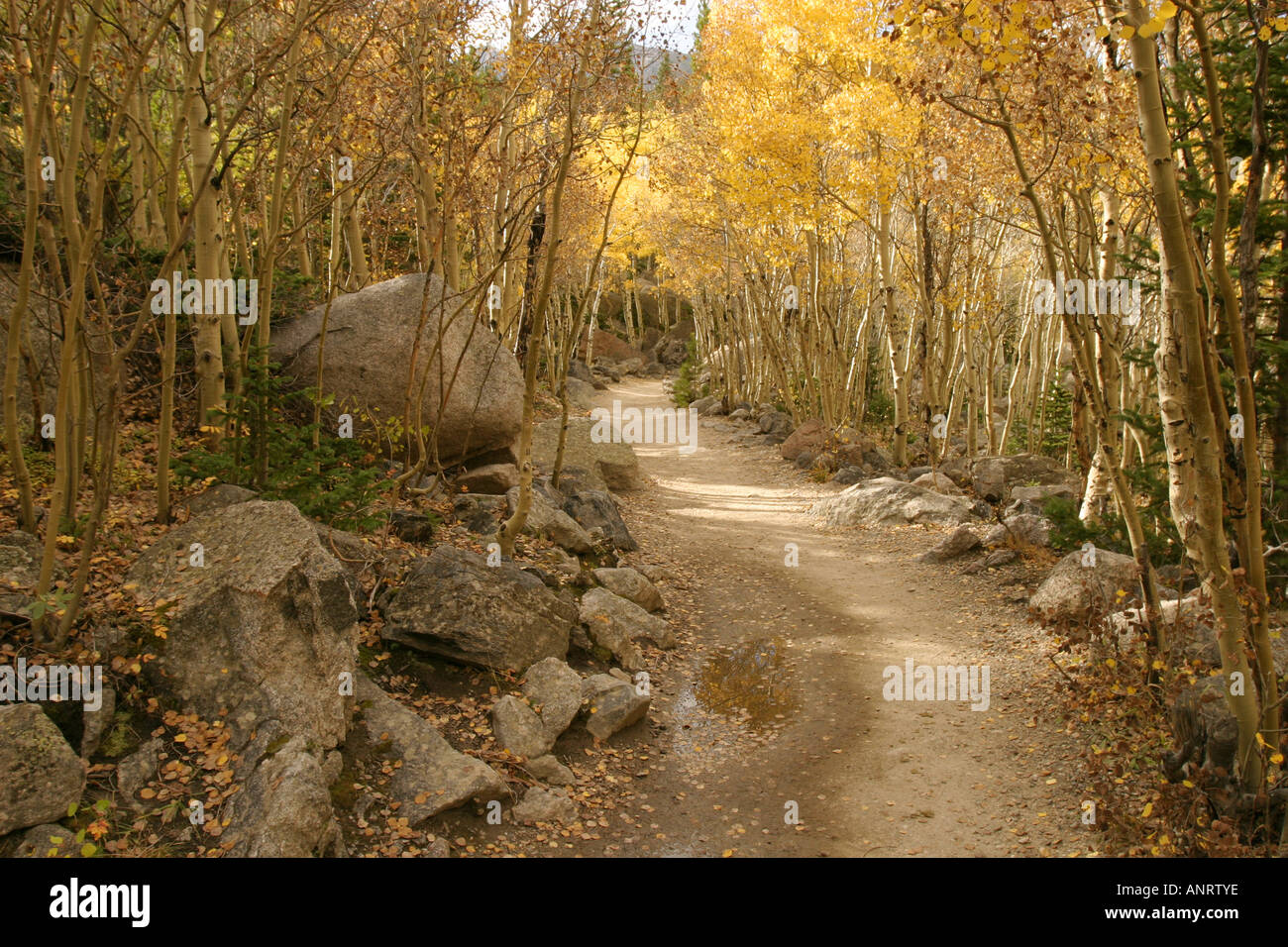 Mills Lake trail through a grove of Aspen in Rocky Mountain National Park Stock Photo