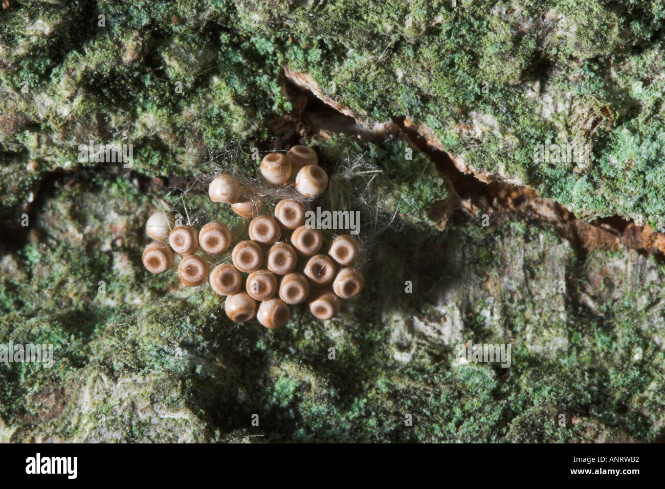 VAPOURER MOTH eggs on silver birch Orgyia antiqua Stock Photo