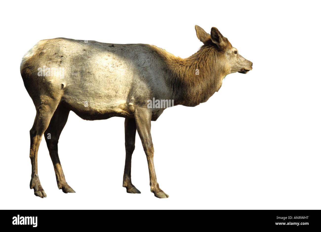 Pere David s Deer Elaphurus davidianus Stock Photo