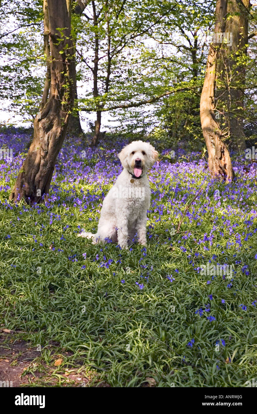 Goldendoodle labradoodle white dog hires stock photography and images