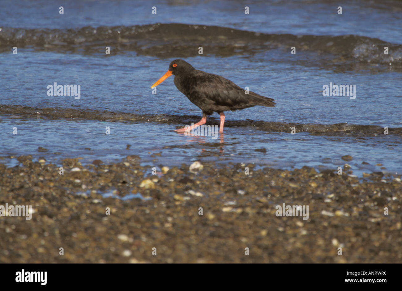Waiheke island oyster new zealand hires stock photography and images