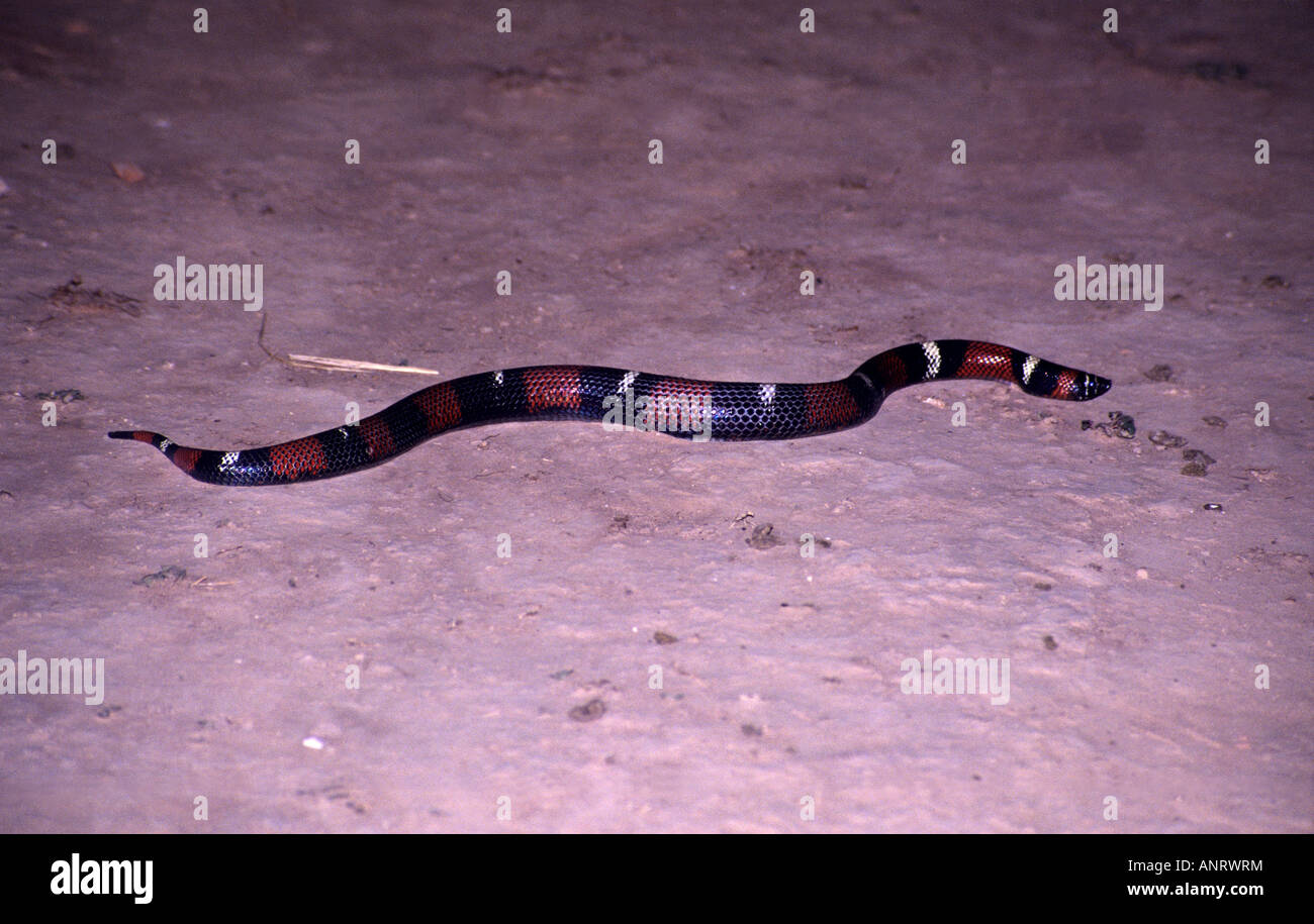 Banded Hognose snake (Lystrophis semicinctus) Stock Photo
